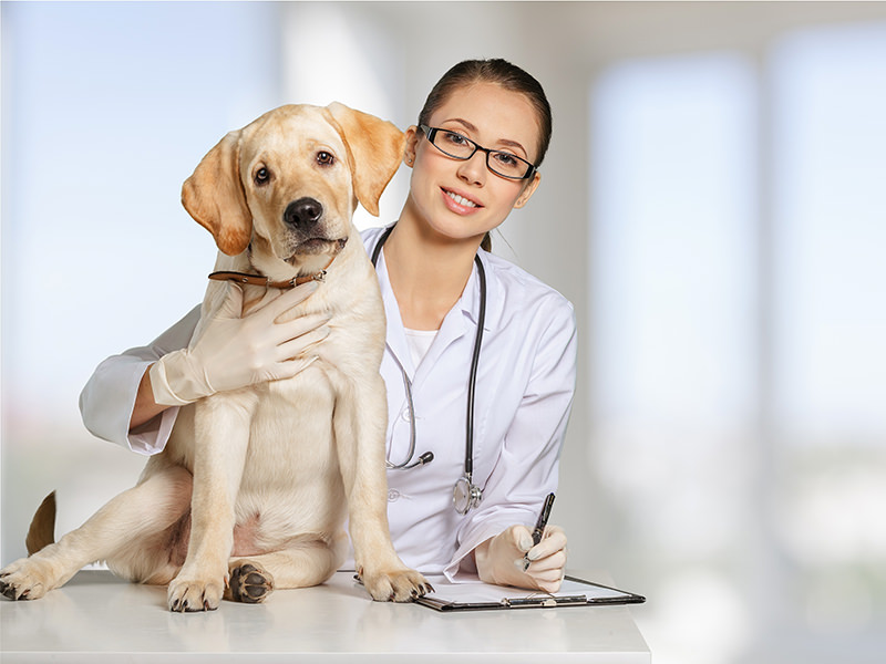 Female Vet with Dog Female Vet with Dog