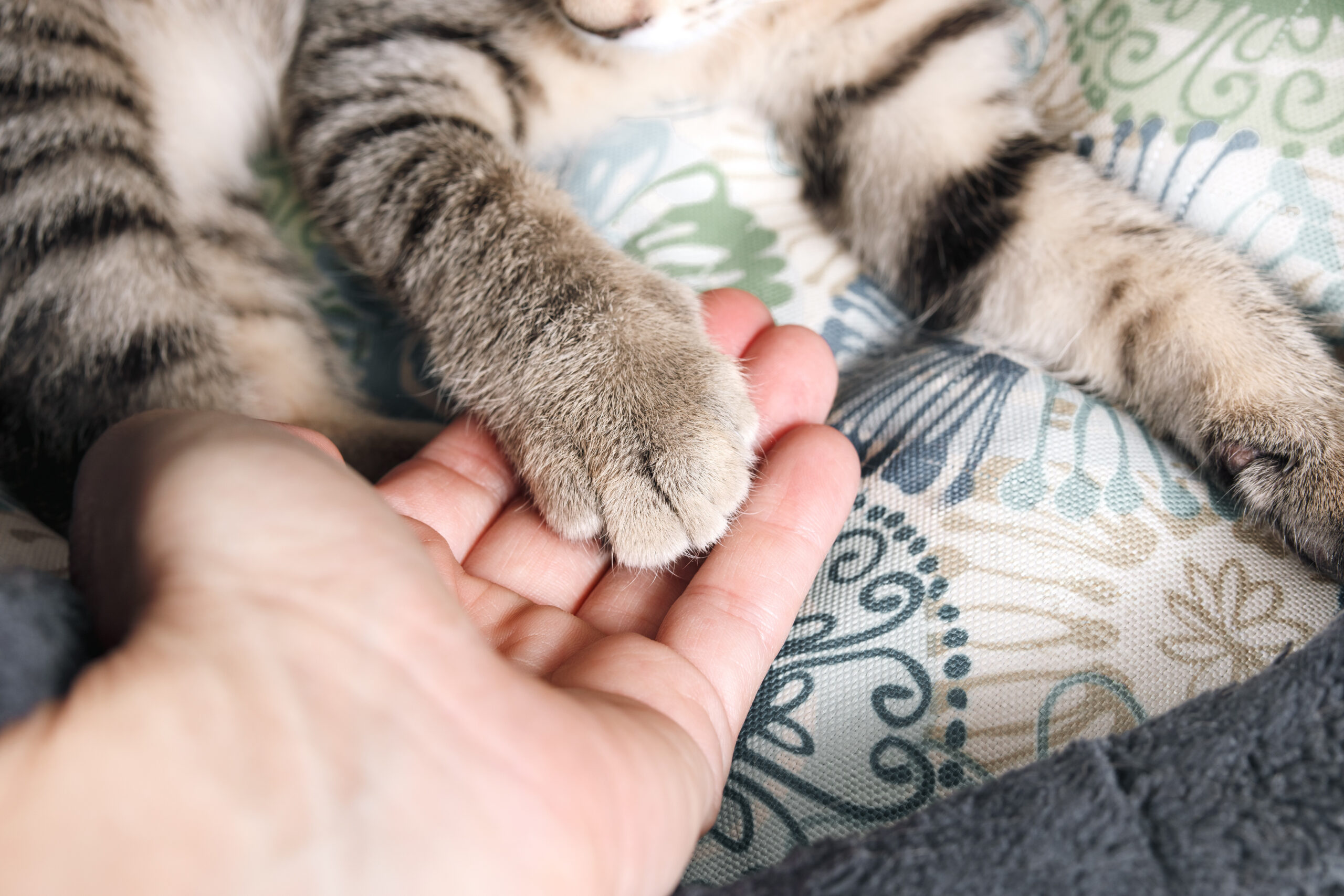 Hand holding kitten paw. Woman hand and kitty cat paw touch in love, trust and companionship. Just adopted kitty feeling safe. 13 weeks old, female short hair cat, ticked tabby. Selective focus.